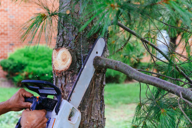 Best Fruit Tree Pruning  in Vcennes, IN